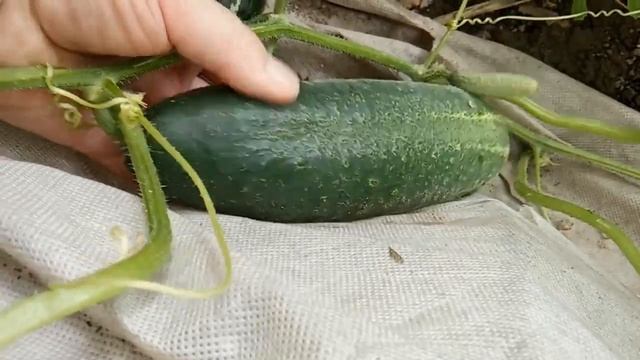 Я не Люблю ОГОРОД и ОН Мстит Мне за Это смотреть онлайн