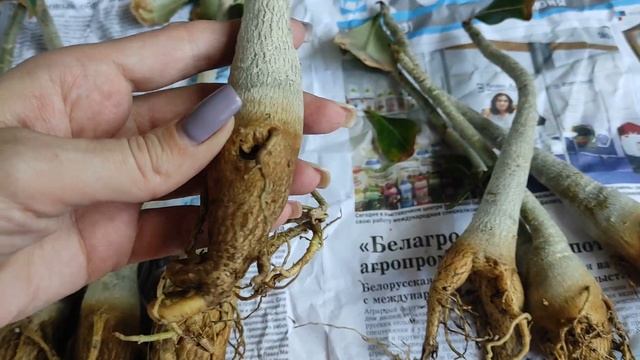 ПОДВОЙНЫЕ АДЕНИУМЫ работки привалило #адениум #adenium