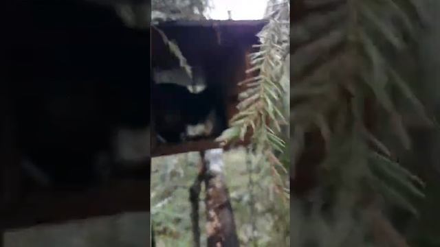 __ОХОТА НА КУНИЦУ__ кто съел куницу__.mp4