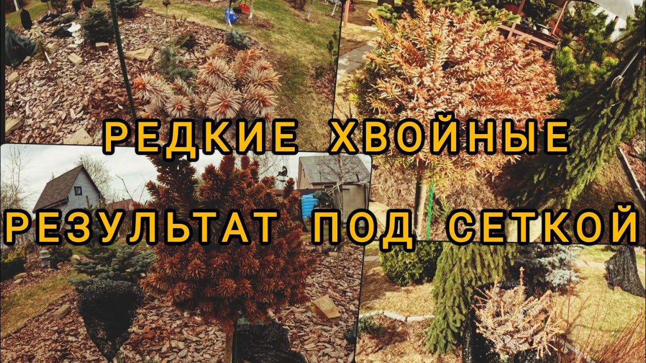 Редкие хвойные, результат зимовки под сеткой! 11.04.2024г смотреть онлайн