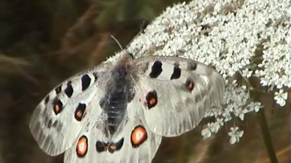 Jasoň červenooký Parnassius apollo Mountain Apollo Adolf Goebel
