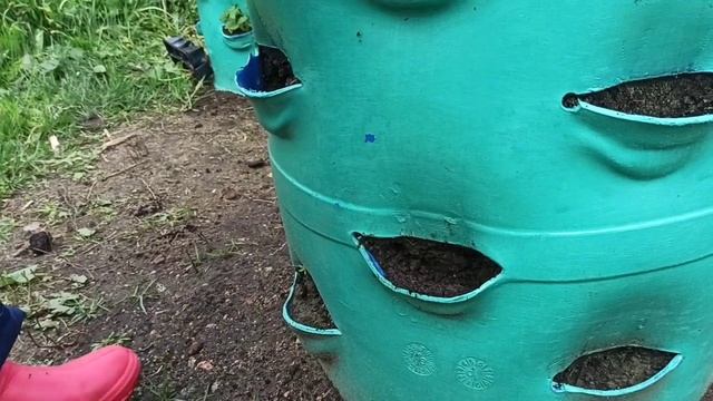 Выращивание клубники в бочке. Видео №3 Посадка клубники. смотреть онлайн