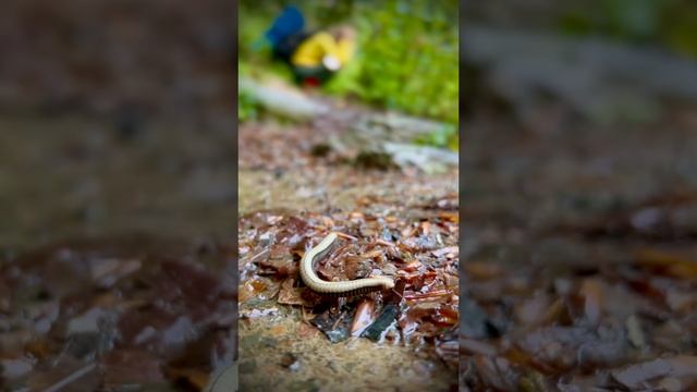 Степан Тагаев