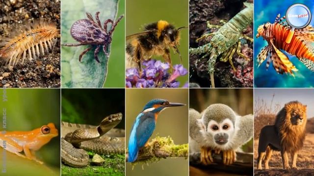 Биология 6 класс (Урок№6 - Дыхание.) смотреть онлайн