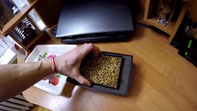 Трава для кота от А до Я!Растим траву без земли за 7 дней лютой зимой. How to grow grass for a cat смотреть онлайн