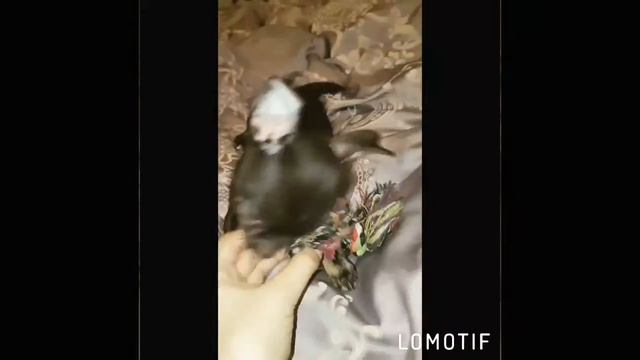 Продана Чихуахуа Мини Девочка смотреть онлайн