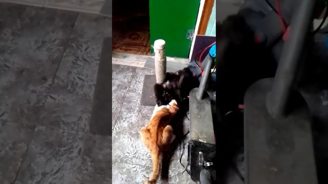 РЫЖУХА ИГРАЕТ С ПУХЛЯКОМ . МУСИК ВМЕШАЛСЯ ИГРАЕТ. А МУРКА СПИТ НА ПОЛУ С ПОДОГРЕВОМ. 2.02.23 смотреть онлайн