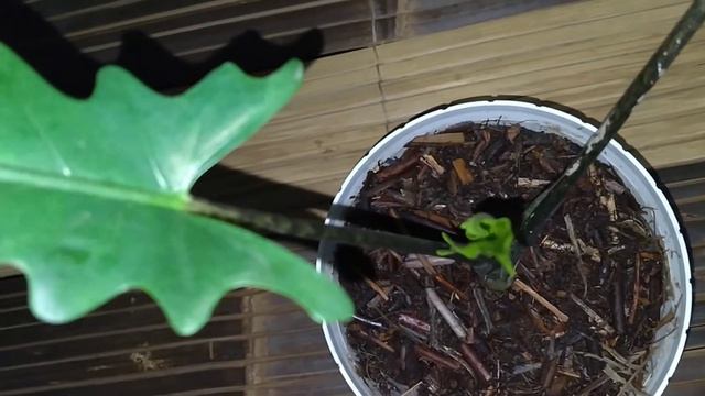Alocasia Lauterbachiana | Keladi Keris Papua