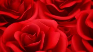 Красные розы-Плейлист разное. видео заставка -розы,розы футаж