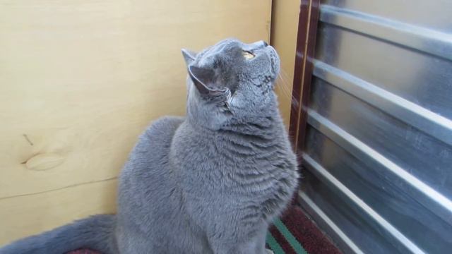 Кот на балконе №2 смотреть онлайн