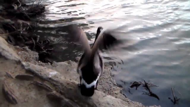 Samsung HMX-F80 HD CAMCORDER @Fairmount Park today, 720P смотреть онлайн