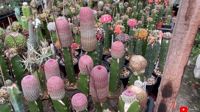 Rainbow Cactus (Echinocereus Rigidissimus) - Grafted and its growing update | mar22 смотреть онлайн