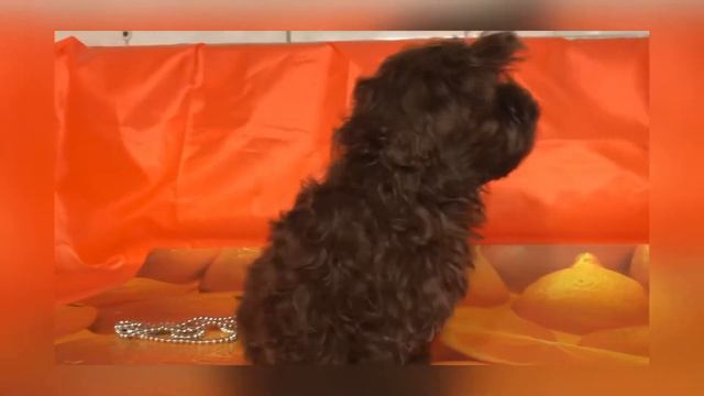 Щенок кобель русской цветной болонки Авеста Вива Звездный мальчик. 3 месяца. смотреть онлайн