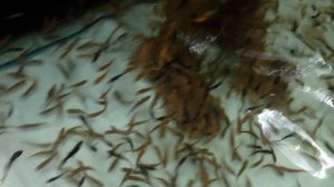 Рыбки кусают ноги