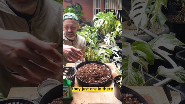 Lets Repot A Rhaphidophora Tetrasperma Albo Variegata To Cocoperlite, The Professor Monstera Way