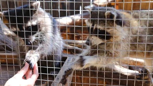 Кормление енотов в зоопарке Геленджика. смотреть онлайн