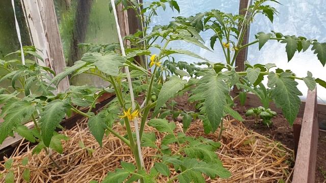 Лучший друг помидоров в теплице. Улучшаем вкус томатов. Базилик. смотреть онлайн