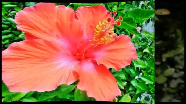 জবা ফুলের ঔষধি গুনাগুন শুনলে,আপনার চোখ কপালে উঠবে ! Benefits of Hibiscus Rosa смотреть онлайн