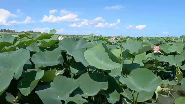 Долина ЛОТОСОВ смотреть онлайн