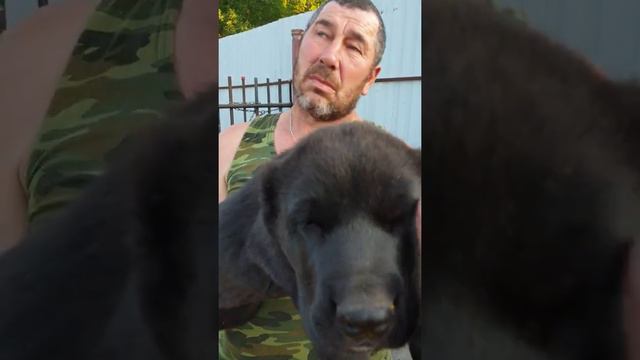 Щенки алабая среднеазиатской овчарки из питомника Аз марал +79278137957 ватсап вайбер смотреть онлайн