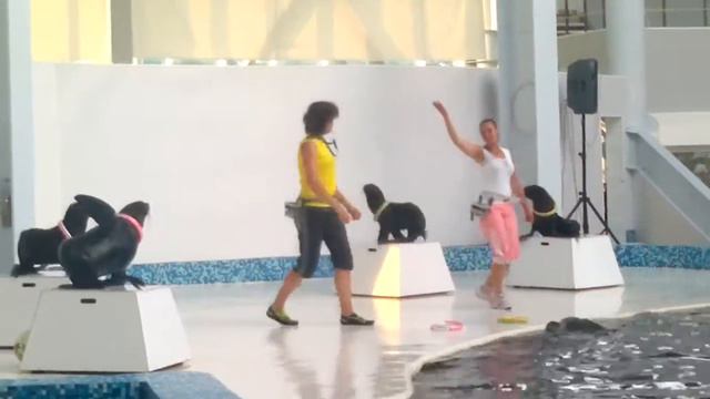 Евпатория, дельфинарий ч.1 смотреть онлайн