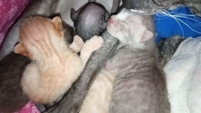 Сфинкс. Котята 5 день жизни. # 138. смотреть онлайн