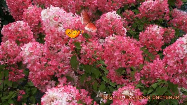 Гортензия метельчатая Даймонд Руж (diamant rouge) ? обзор: как сажать, саженцы гортензии Даймонд Ру смотреть онлайн