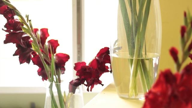 Гладиолусы! Посмотрите на коллекцию цветов Центрального ботанического сада в Минске смотреть онлайн