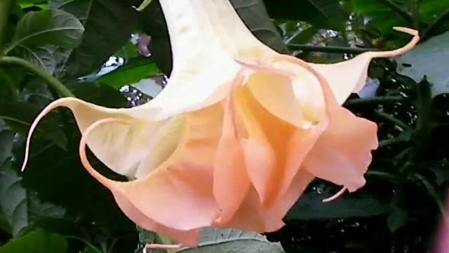Orange Sensation Brugmansia