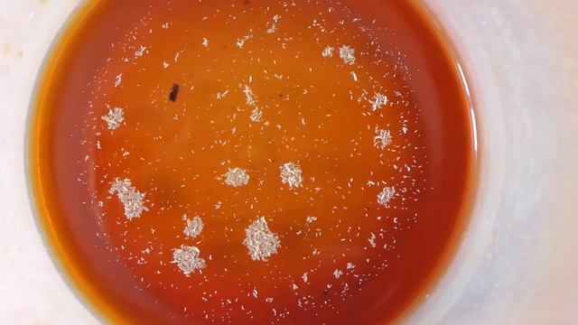 Обитатели вермикомпостера смотреть онлайн