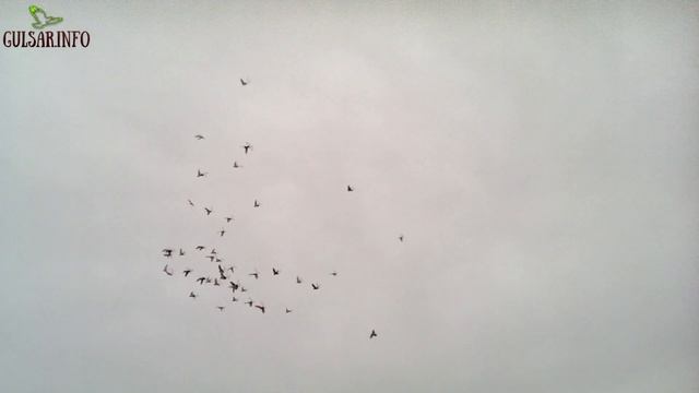 ИГРА ГОЛУБЕИ ПРИ ПОСАДКЕ / ГОЛУБИ / Pigeons / Taube смотреть онлайн