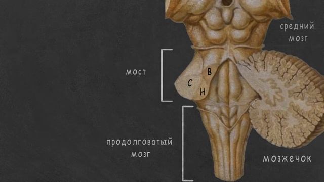 Ствол мозга смотреть онлайн