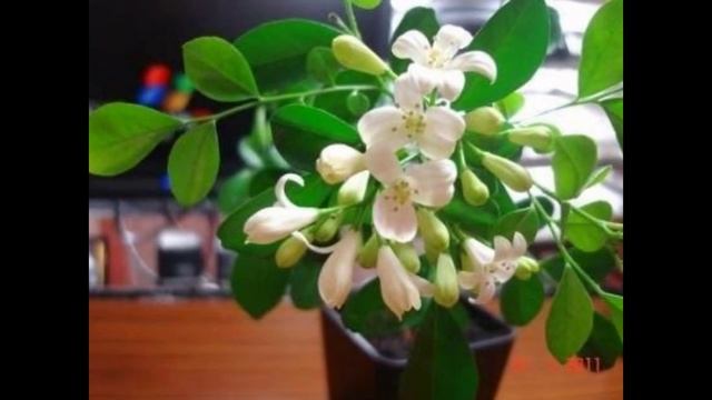 Мурайя- экзотическое комнатное растение смотреть онлайн