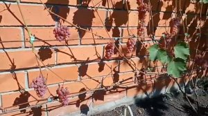 Виноград "Сомерсет Сидлис", Радик Шакуров, 30.08.2021. Цильна, Ульяновская область