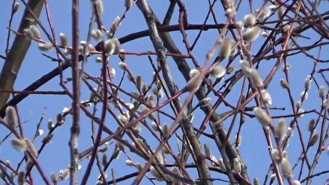 Елена Фролова. Вербное воскресенье. смотреть онлайн