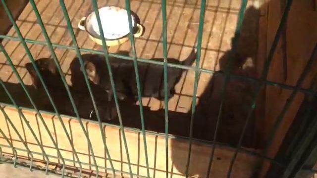 Рабочая немецкая овчарка смотреть онлайн