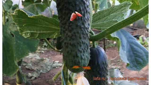 Огурец обыкновенный Каролина F1 (karolina-f1) ? обзор: как сажать, семена огурца Каролина F1 смотреть онлайн