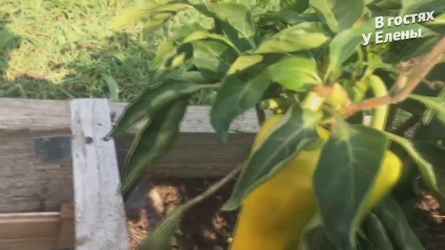 СОБИРАЮ УРОЖАЙ. ЕДУ К ДЕТЯМ. ГОРТЕНЗИИ. РОЗА. ПЕРЕЦ. ТОМАТЫ. ОГУРЦЫ.КАБАЧКИ.