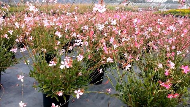 Best Perennials - Gaura 'Pink Fountain' (Wand Flower) смотреть онлайн