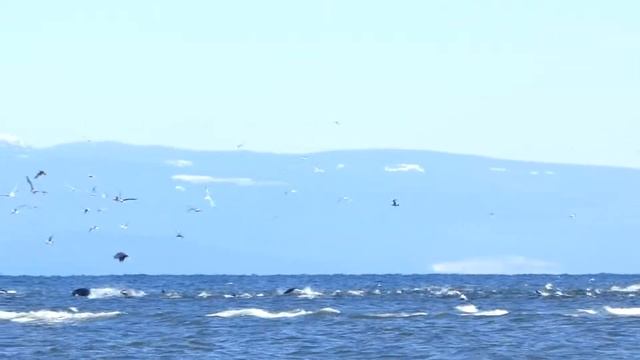Sealions, eagles, seagulls, and herring spawn - French Creek, BC смотреть онлайн