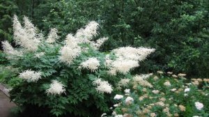 Волжанка – Выращивание и уход