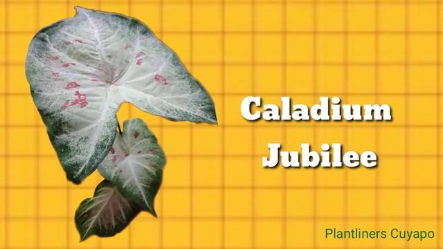 Caladium Plant Varieties | Heart of Jesus | Elephant Ear | Angel Wings смотреть онлайн