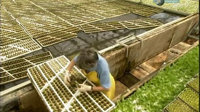 Салат на гидропонике. Плавучие платформы(рафтинг) смотреть онлайн