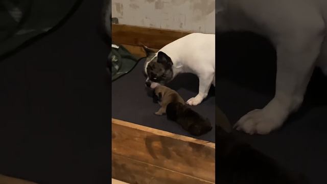 Хорошая мама французский бульдог Леди! Щенкам 4 дня! #питомник #французскийбульдог #бульдог #щенки смотреть онлайн