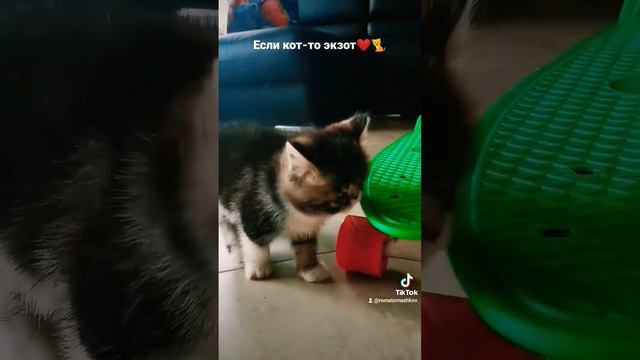 Кот экзот❤️🐈 #котенок #игра #счастье #милашка #игра #cute #cat #life #play #happy смотреть онлайн