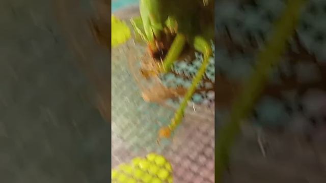 Кузнечик ест. Таймлапс. Скорость 2x. смотреть онлайн