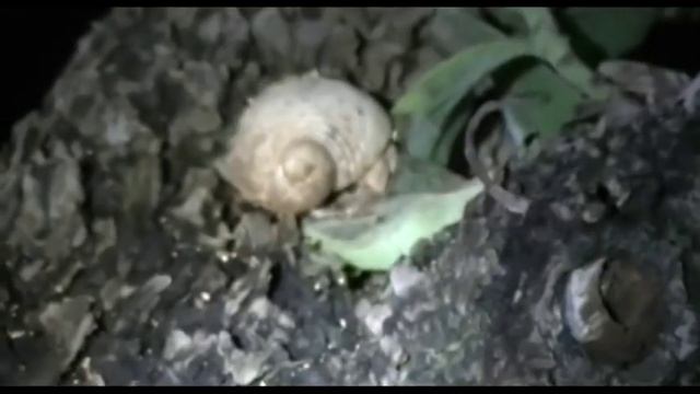 Okinawa Vlog 11 : Saltwater Hermit Crab - Iriomote Island смотреть онлайн