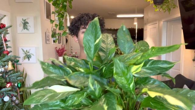 Favorite Houseplants for November | Personal Must Haves ? смотреть онлайн