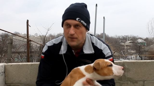 хочу щенка Ам Стаффа что от него ожидать и нужен ли Бойцовый щенок смотреть онлайн