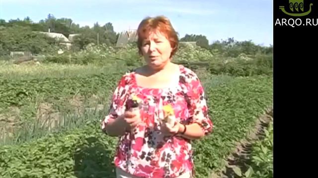 Вот такой фантастический урожай картофеля после применения препарата Байкал ЭМ 1 смотреть онлайн